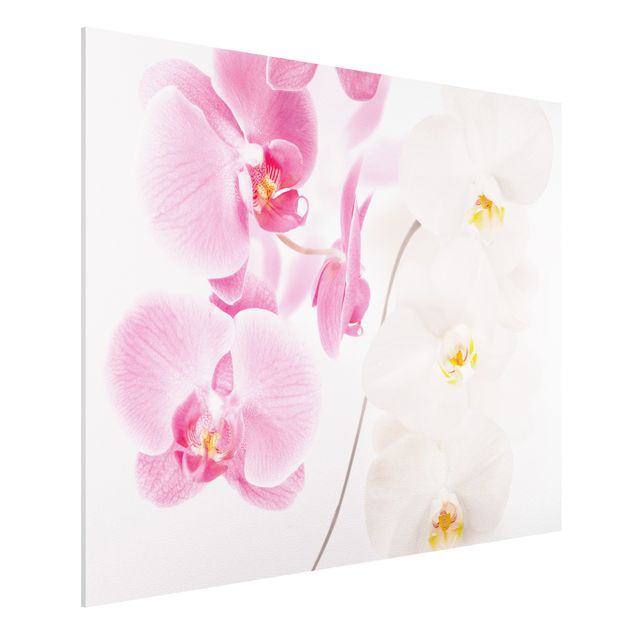 Foto auf Hartschaumplatte Delicate Orchids