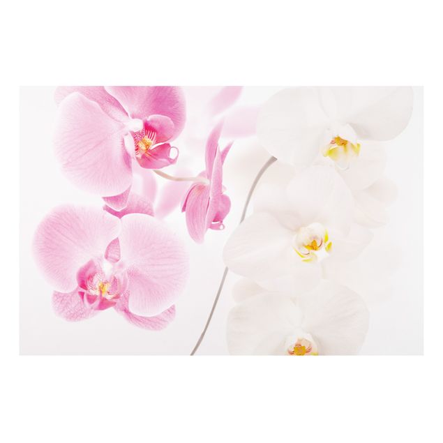 Schöne Wandbilder Delicate Orchids