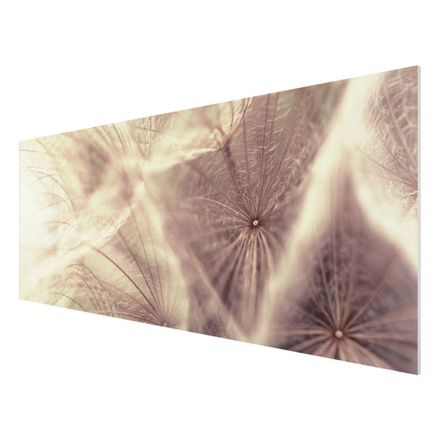Forex Bilder Detailreiche Pusteblumen Makroaufnahme mit Vintage Blur Effekt