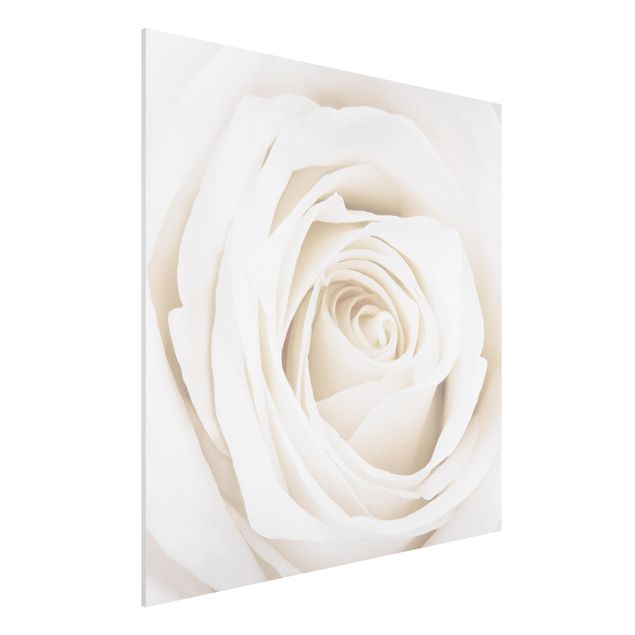 Forex Bilder Pretty White Rose