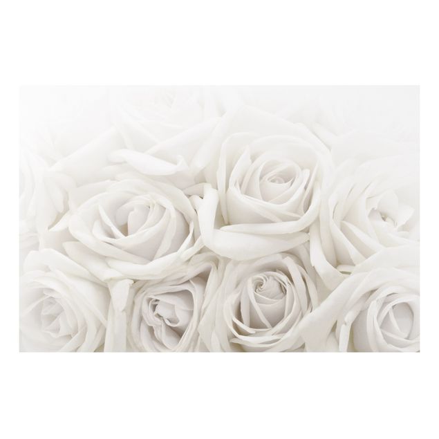 Schöne Wandbilder Weiße Rosen