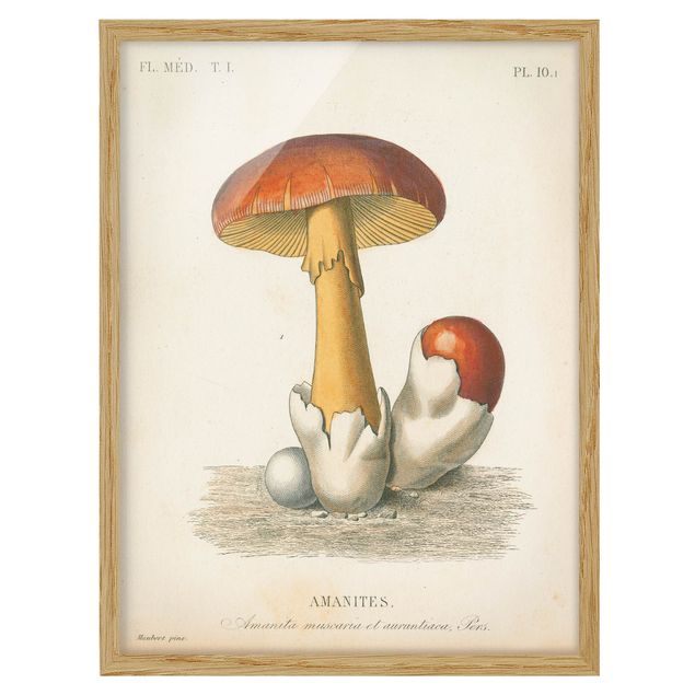 Bild mit Rahmen - Französische Pilze - Hochformat 3:4