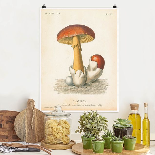 Poster Illustration Französische Pilze