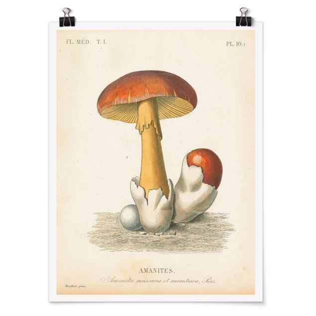 Poster kaufen Französische Pilze