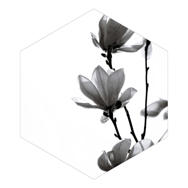 Schwarze Tapeten Frühlingsbote Magnolie Schwarz Weiß