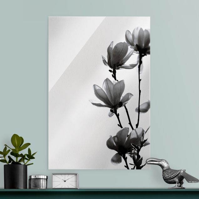 Glasbild Blumen Frühlingsbote Magnolie Schwarz Weiß