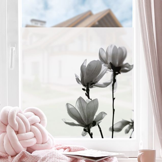 Blumen Fensterbilder Frühlingsbote Magnolie Schwarz Weiß