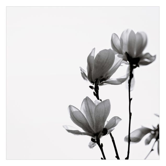 Folie für Fenster Frühlingsbote Magnolie Schwarz Weiß