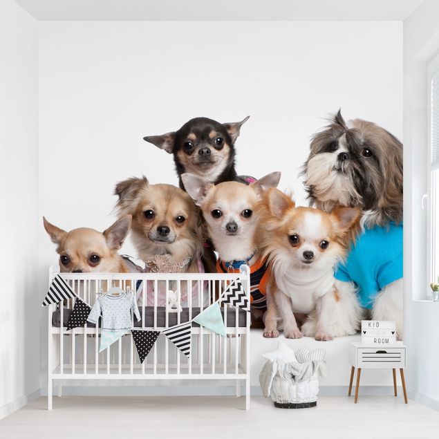 Kinderzimmertapete Tiere Fünf Chihuahuas und ein Shi