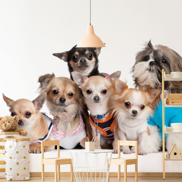 Fototapete Hunde Fünf Chihuahuas und ein Shi