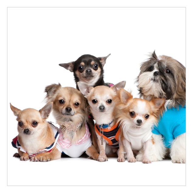 Fototapeten Fünf Chihuahuas und ein Shi
