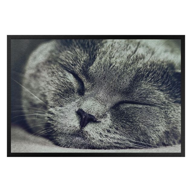 Teppiche Schlafende Katze