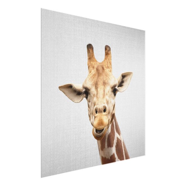 Glasbild Tiere Giraffe Gundel