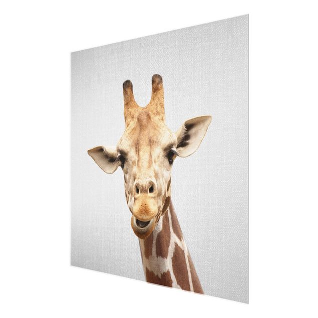 Bilder auf Glas Giraffe Gundel
