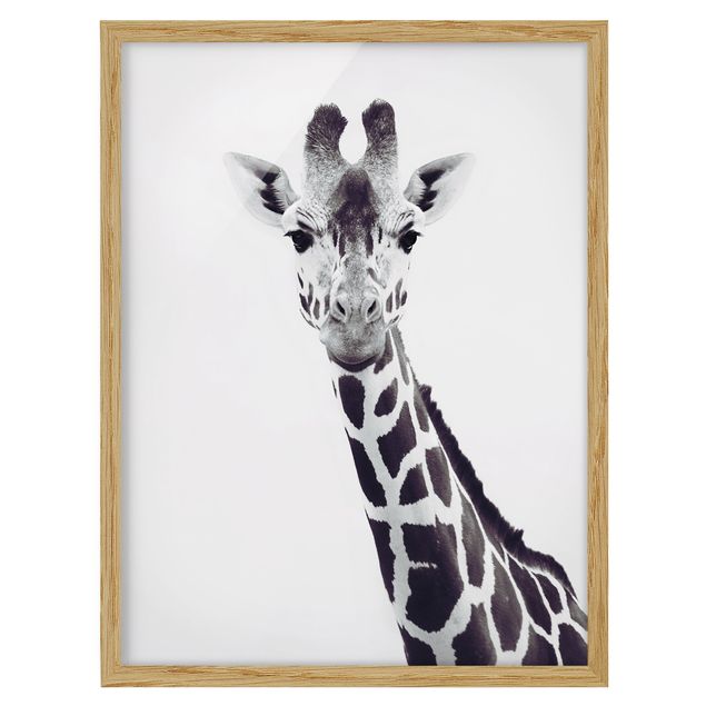 Bild mit Rahmen - Giraffen Portrait in Schwarz-weiß - Hochformat