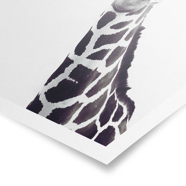 Poster bestellen Giraffen Portrait in Schwarz-weiß