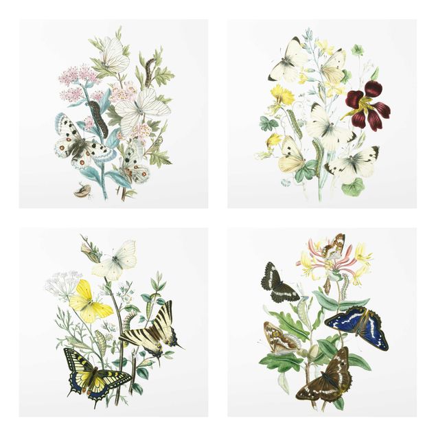 Glasbild Natur Britische Schmetterlinge Set II
