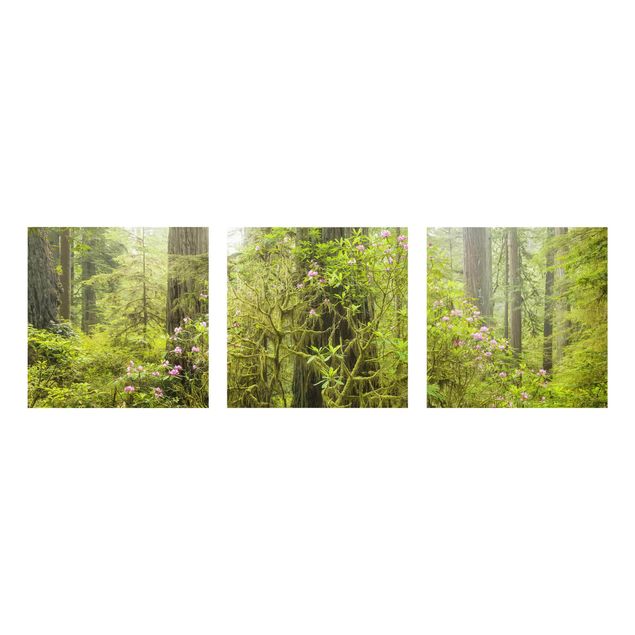 Glasbild Grün Del Norte Coast Redwoods State Park Kalifornien