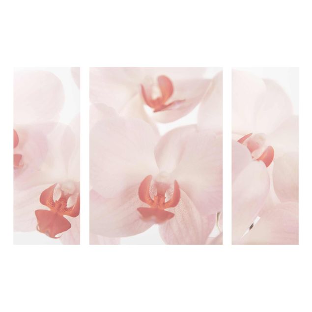 Glasbild Natur Helle Orchidee - Svelte Orchids