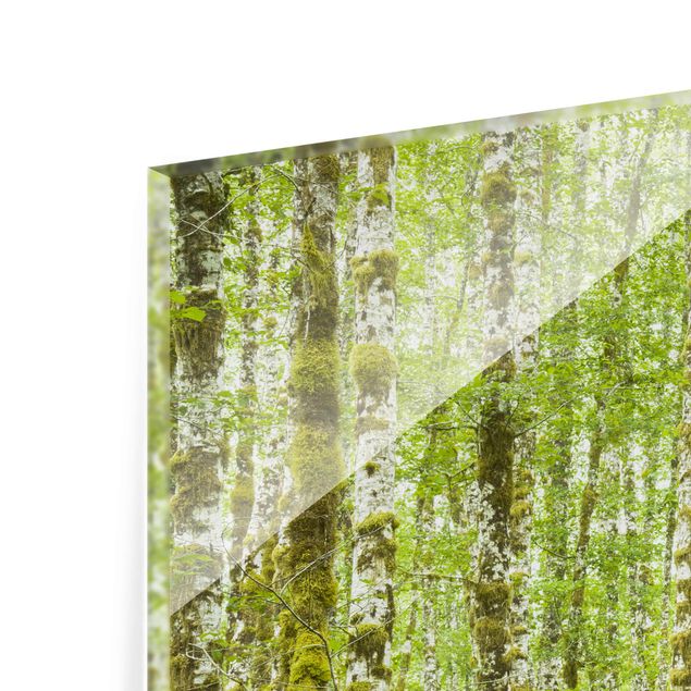 Glasbilder Hoh Rainforest Olympic National Park