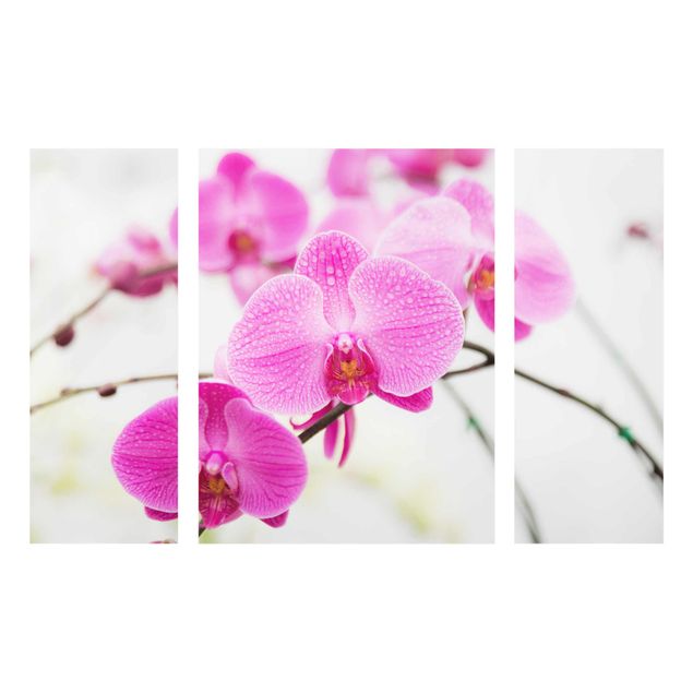 Natur Glasbilder Nahaufnahme Orchidee