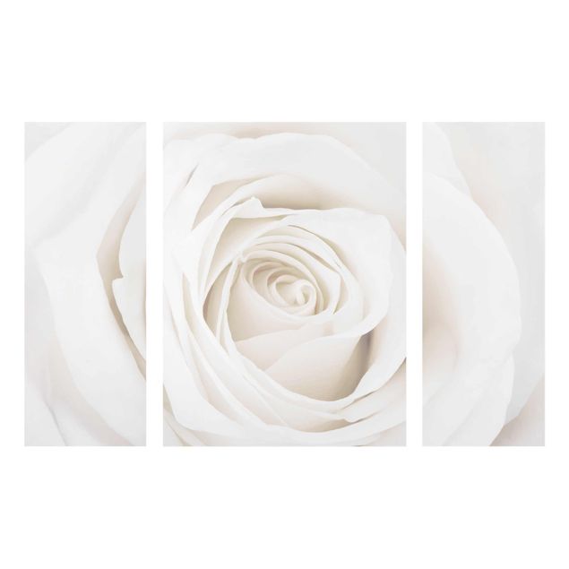 Glasbilder Natur Pretty White Rose
