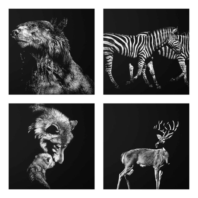 Glasbilder Schwarz-Weiß Wildtiere vor Schwarz Set I