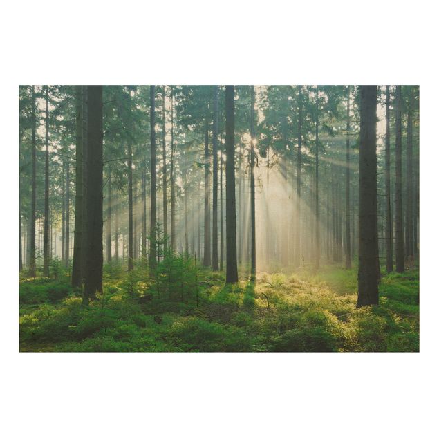 Holzbilder Natur Enlightened Forest