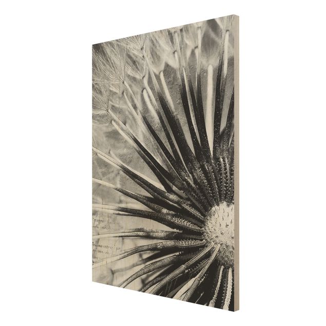 Holzbilder modern Pusteblume Schwarz & Weiß