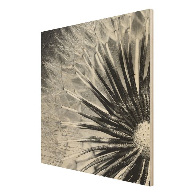 Moderne Holzbilder Pusteblume Schwarz & Weiß