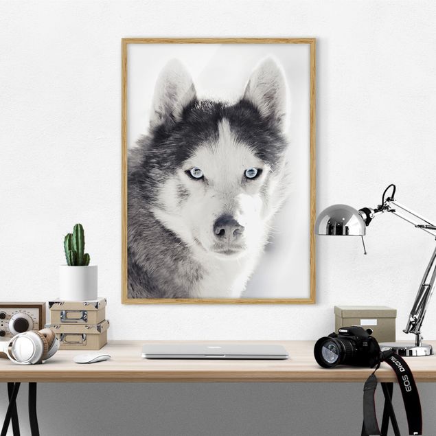 Schöne Wandbilder Husky Portrait