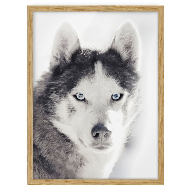 Bild mit Rahmen - Husky Portrait - Hochformat