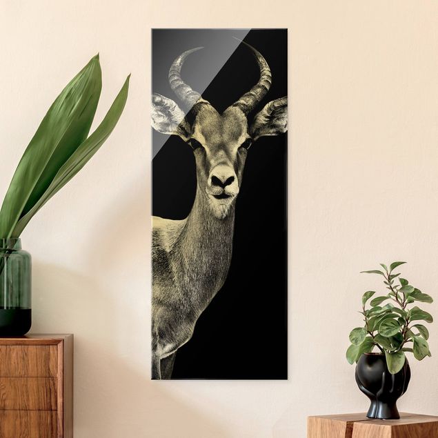 XXL Glasbilder Impala Antilope schwarz-weiß