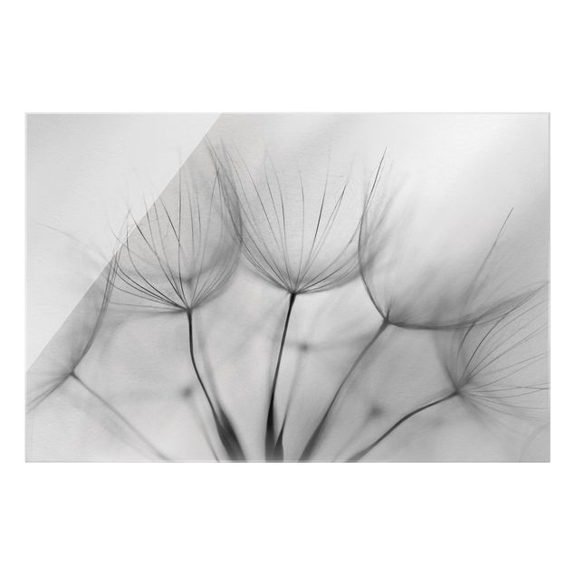 Bilder für die Wand In einer Pusteblume Schwarz-Weiß