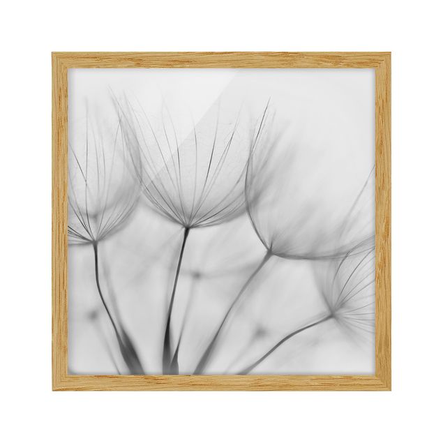 Bild mit Rahmen - In einer Pusteblume Schwarz-Weiß - Quadrat