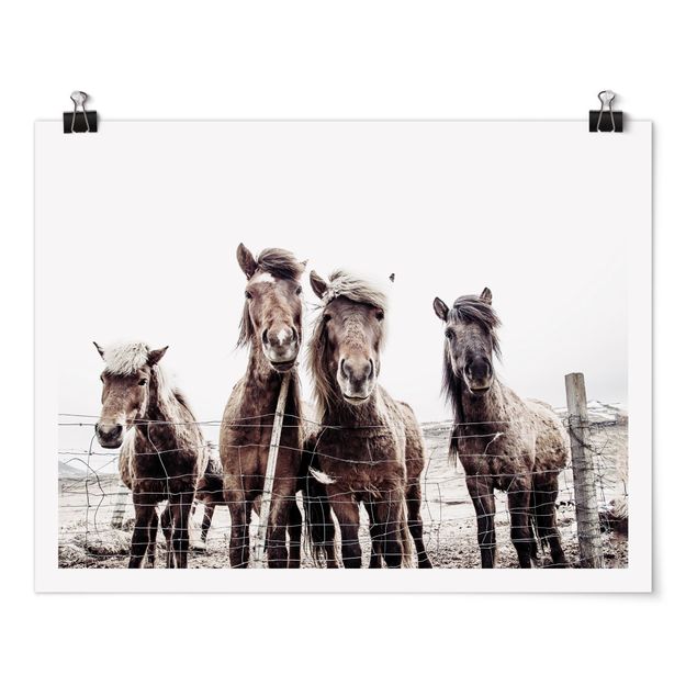 Poster Island Pferde