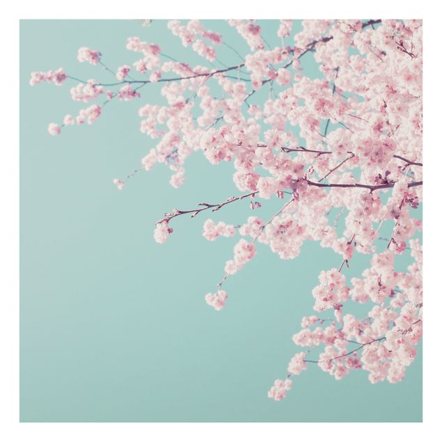 Bilder auf Glas Japanische Kirschblüte