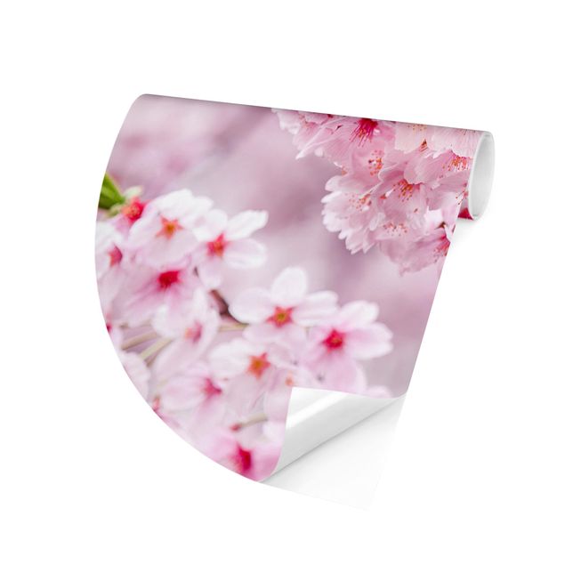 Tapete rosa Japanische Kirschblüten