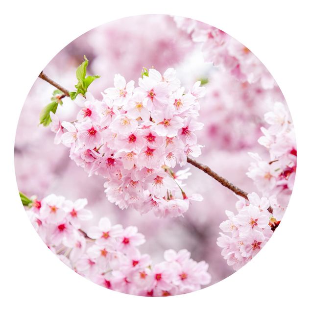 Design Tapete Japanische Kirschblüten