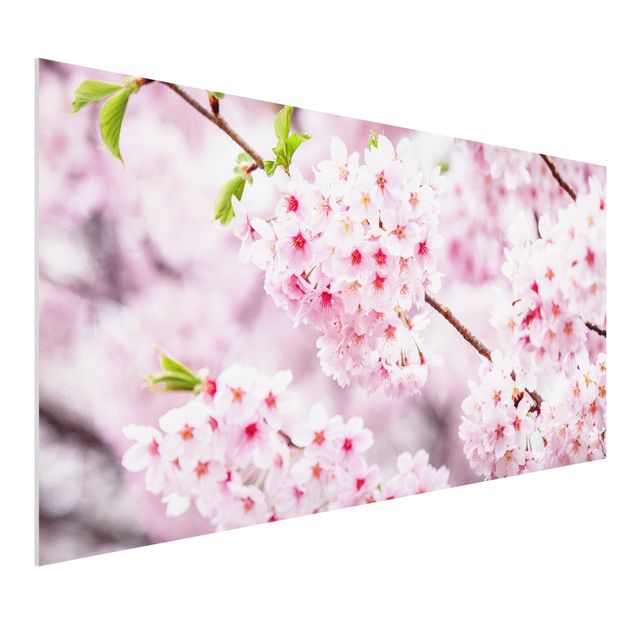 Forex Fine Art Print - Japanische Kirschblüten - Querformat 2:1