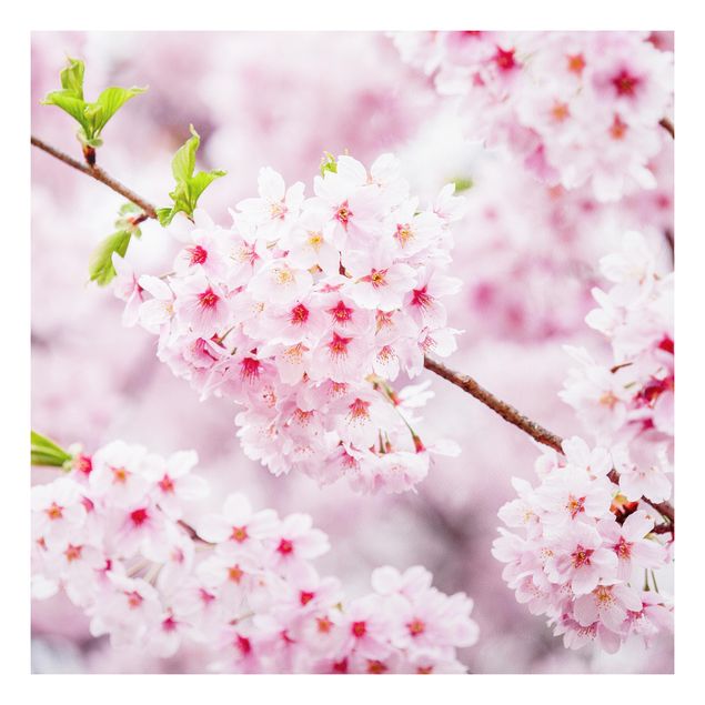 Forex Fine Art Print - Japanische Kirschblüten - Quadrat 1:1