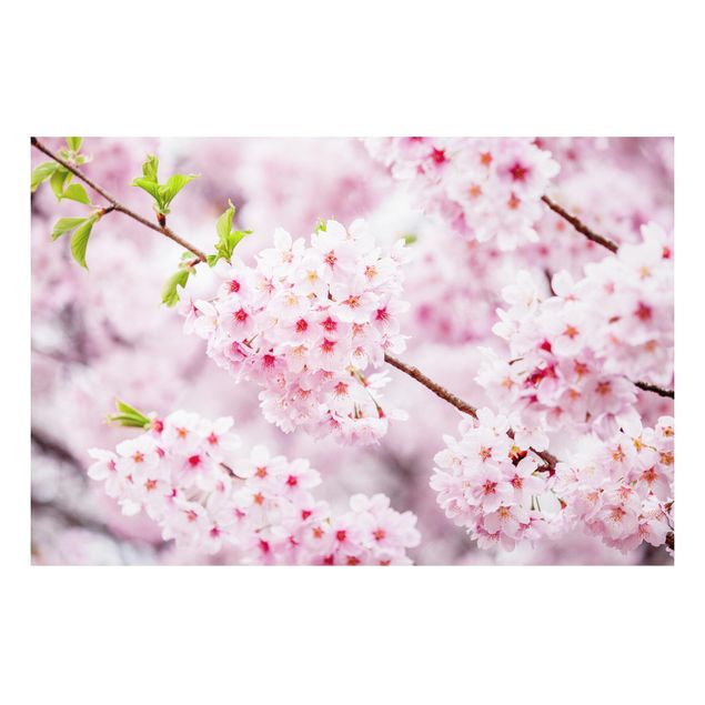 Schöne Wandbilder Japanische Kirschblüten