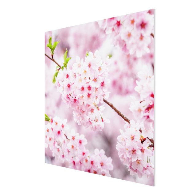 Forex Fine Art Print - Japanische Kirschblüten - Quadrat 1:1