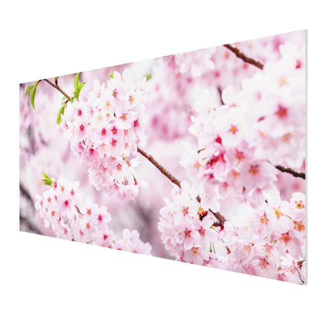 Forex Fine Art Print - Japanische Kirschblüten - Querformat 2:1