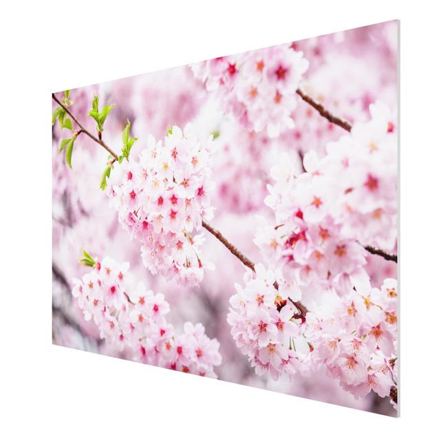 Forex Fine Art Print - Japanische Kirschblüten - Querformat 3:2