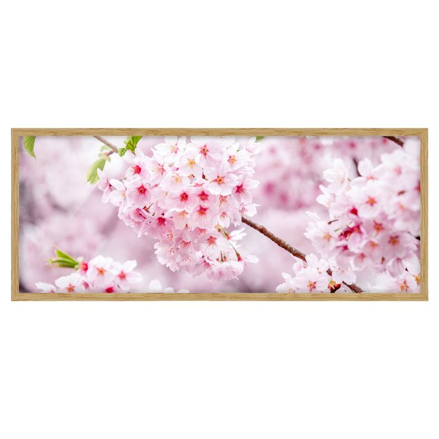 Bild mit Rahmen - Japanische Kirschblüten - Panorama