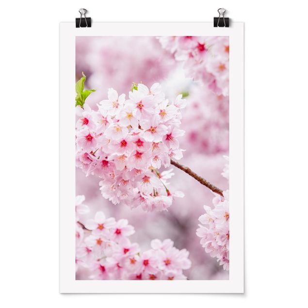 Poster Japanische Kirschblüten