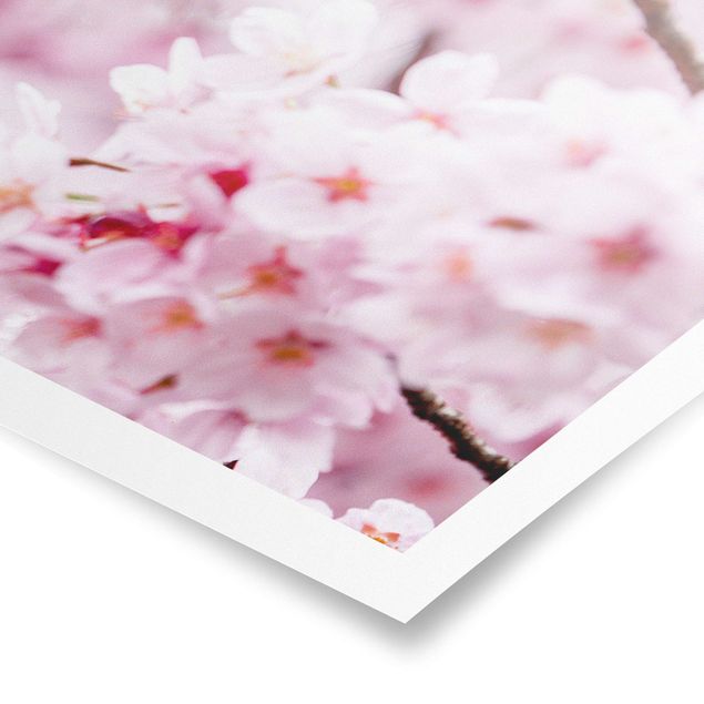 Poster - Japanische Kirschblüten - Panorama 3:1