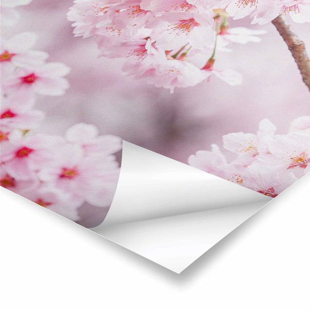 Poster - Japanische Kirschblüten - Hochformat 2:3