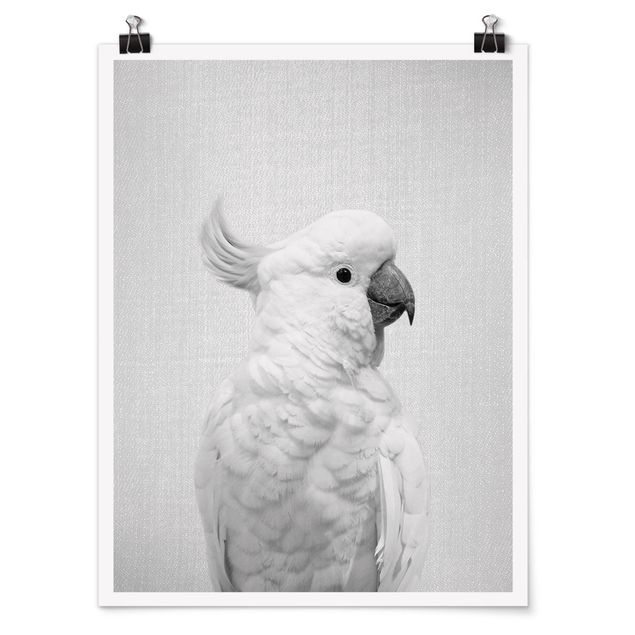 Tiere Poster Kakadu Kiki Schwarz Weiß